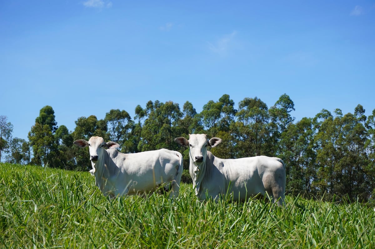 Idyllic image of pure white cattle grazing in lush green pasture. Perfect for farm, agriculture, livestock, and nature themes.