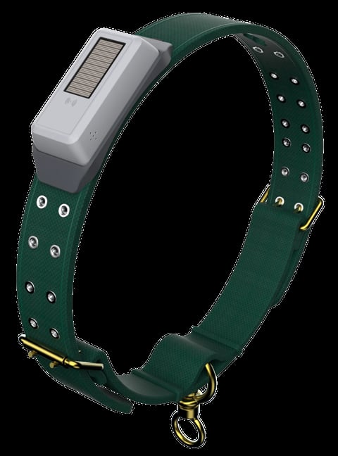 Solar-powered dog collar with green fabric strap, white case with solar panel, metal studs, and gold hardware buckle
